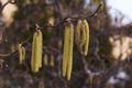 Corylus avellana Contorta Leszczyna pospolita